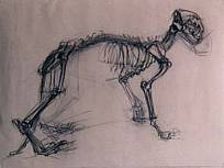 Kohlestift auf Papier, Katzenskelett, 1993 