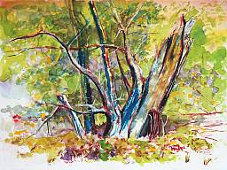 „Baum in Kossin”, Aquarell auf Papier, 32 x 24 cm, 22.6.2015